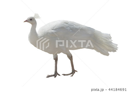 white peacock isolated 44184691