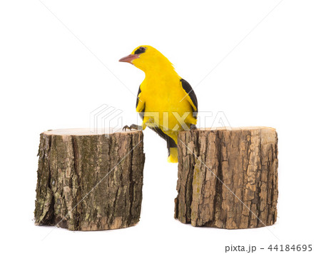 Eurasian Golden Oriole (Oriolus oriolus) 44184695