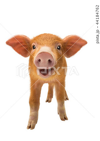 smiling piglet isolated 44184762