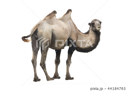 camel  (Camelus bactrianus) isolated 44184763