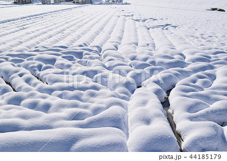 雪が積もった水田 雪が積もった水田 44185179