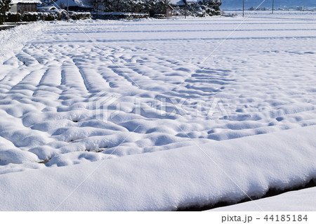 雪が積もった水田 44185184