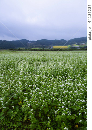 笠の蕎麦の花 笠の蕎麦の花 44185282