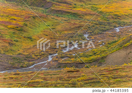 アラスカ デナリ国立公園(マッキンレー) Denali National Park 44185395