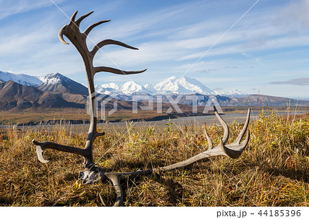 アラスカ デナリ国立公園(マッキンレー) Denali National Park アラスカ デナリ国立公園(マッキンレー) Denali National Park 44185396