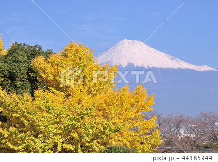 イチョウページ イチョウの木 イチョウの葉 11月 秋の写真素材 - PIXTA