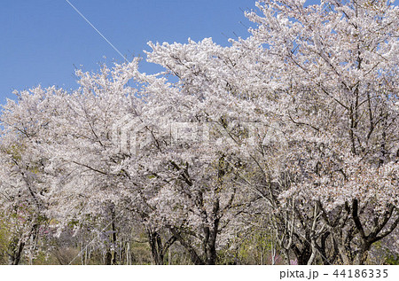 サクラ 44186335