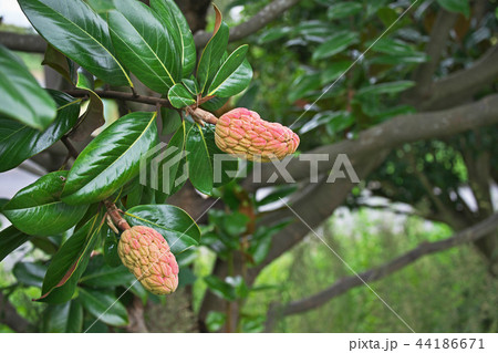 赤く色付き始めたタイサンボクの実 44186671