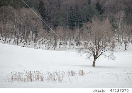 雪原 44187079