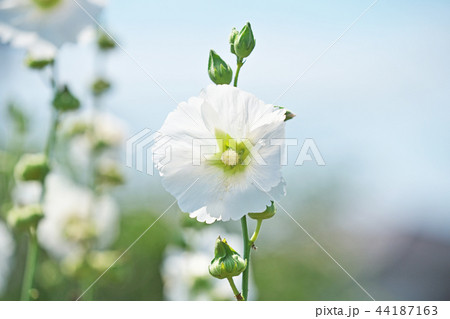 白いタチアオイの花 44187163
