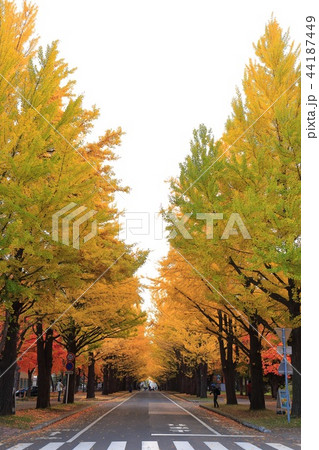 北海道 札幌 北大イチョウ並木 北海道 札幌 北大イチョウ並木 44187449
