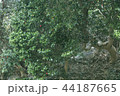 椿 ガーデン 庭園 44187665