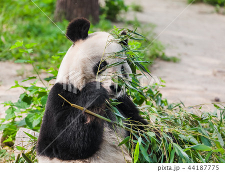 Giant panda eating bamboo 44187775