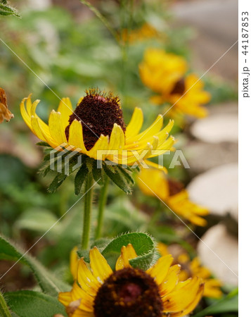 花 44187853