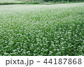 そばの花 花 開花 44187868