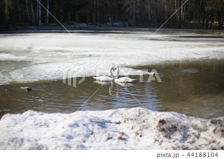 Two swans on a frozen lake, love, together 44188104