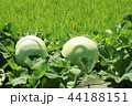 パク 自然 野菜 44188151