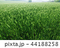 麦畑 大麦 緑 44188258