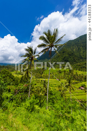 Rice fields - Bali island Indonesia Rice fields - Bali island Indonesia 44188333