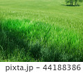 麦畑 大麦 田舎 44188386