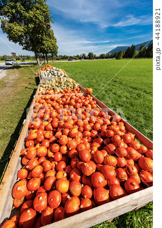 Harvest of Pumpkins - Bavaria Germany. Harvest of Pumpkins - Bavaria Germany. 44188921