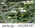 修練 花 植物 44189397