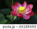 蓮 花 ガーデン 44189490