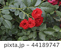 バラの花 バラ 花 44189747