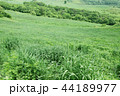 芝生 緑 緑色 44189977