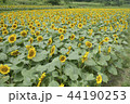 ヒマワリ 花 植物 44190253