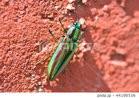 たまむし 44190536