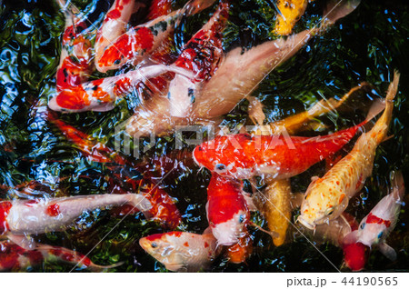 Colourful pond outlet fish