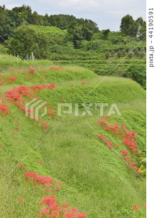 【奈良県 明日香村】彼岸花咲く稲渕の棚田 【奈良県 明日香村】彼岸花咲く稲渕の棚田 44190591
