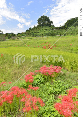 奈良県 明日香村 彼岸花咲く稲渕の棚田の写真素材