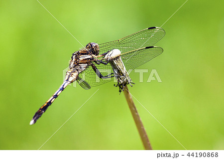 ムギワラトンボ 44190868