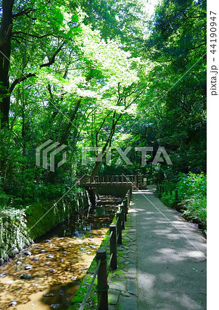 【東京都】等々力渓谷 44190947