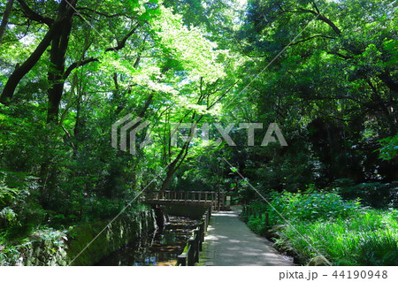 【東京都】等々力渓谷 44190948