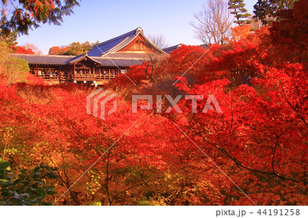 東福寺(京都市 東山区)通天橋の紅葉 東福寺(京都市 東山区)通天橋の紅葉 44191258