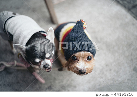 あくびをしている犬とニット帽をかぶっている犬の写真素材