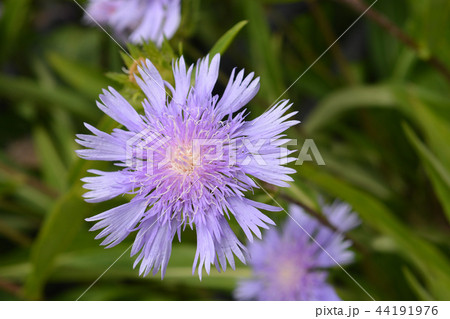 Stokes aster 44191976