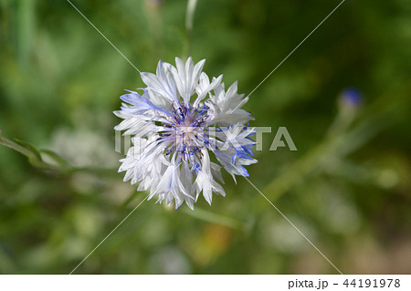 Cornflower Cornflower 44191978