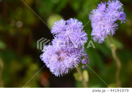Blue flossflower Blue flossflower 44191979