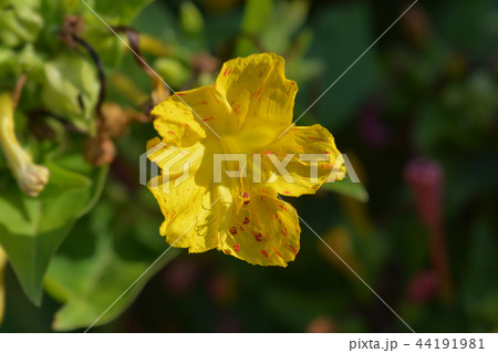 Marvel of Peru Marvel of Peru 44191981