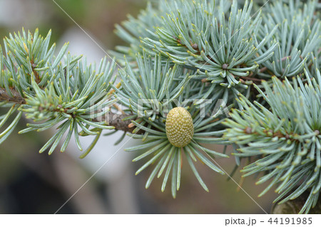 Blue Atlas Cedar Blue Atlas Cedar 44191985
