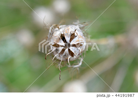Love-in-a-mist seed head Love-in-a-mist seed head 44191987