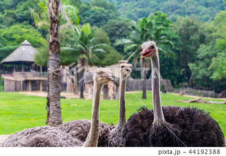Group of Ostrich wating tourist feeding food 44192388
