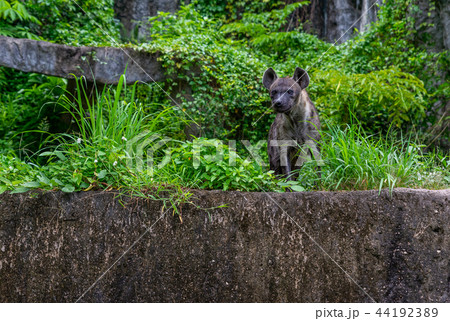 Portrait of hyena in a zoo Portrait of hyena in a zoo 44192389