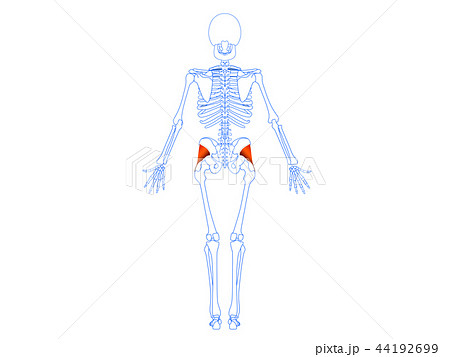 小殿筋2のイラスト素材 44192699 Pixta