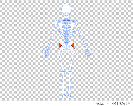 Small buttock muscle 2 Small buttock muscle 2 44192699