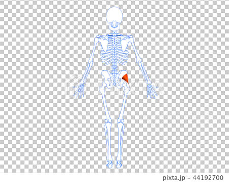 Small buttock muscle Small buttock muscle 44192700